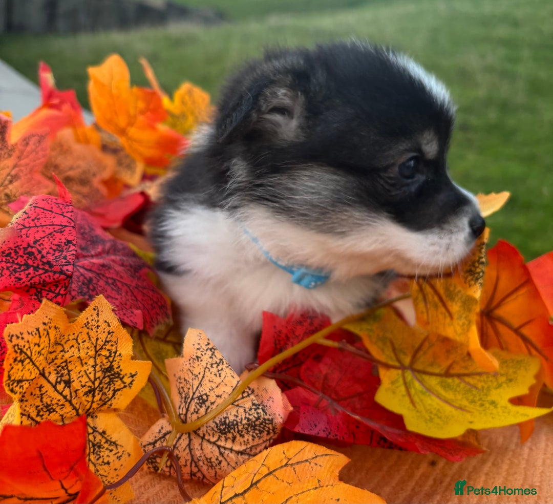 Welsh Corgi Pembroke dogs for sale: Champion Show quality stunning Corgi Puppies - Image 13