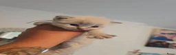 Ragdoll cats for sale: Accidentally litter - Advert 2
