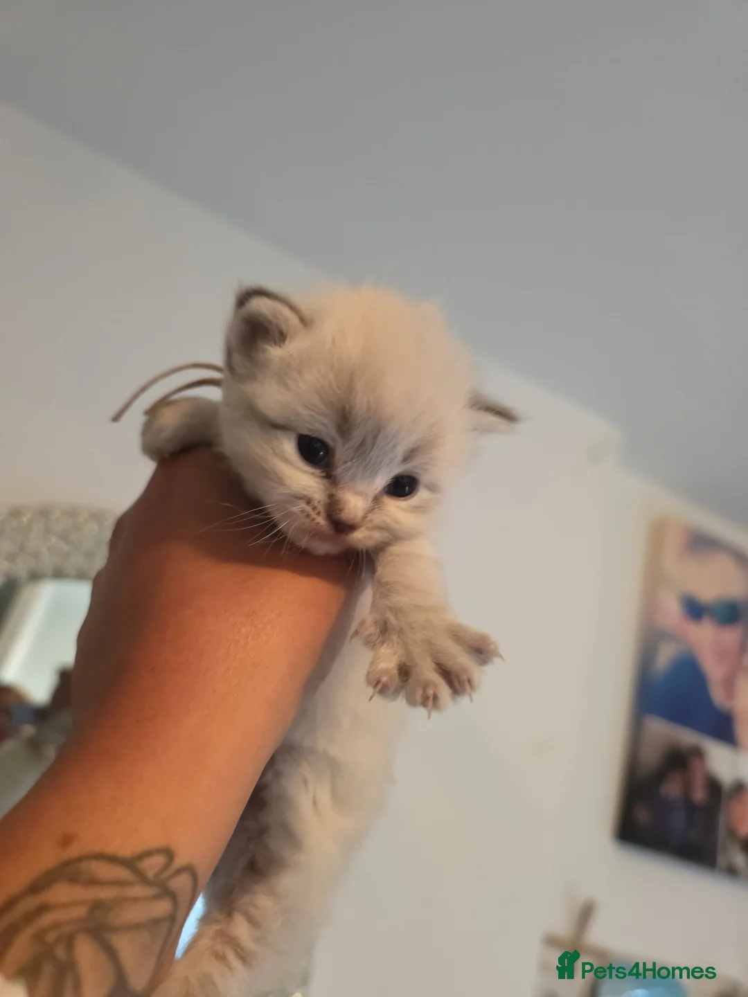 Ragdoll cats for sale: Accidentally litter - Advert 2