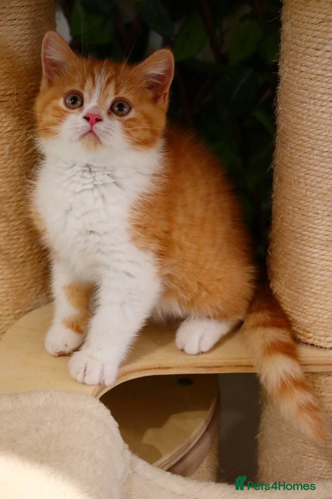 British Shorthair cats for sale: Ready CH Bloodlines BSH TICA registered kittens in Feltham - Image 5