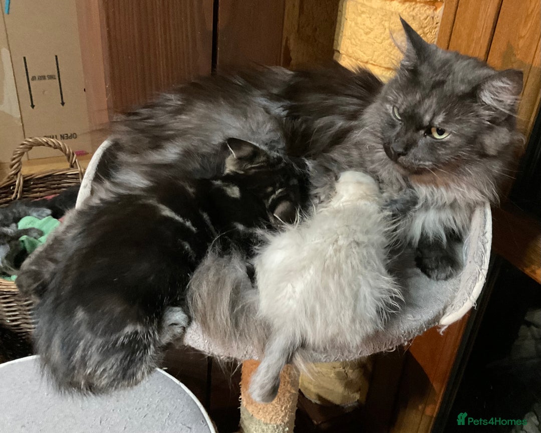 Ragdoll cats for sale: Lovely Kittens - Advert 23