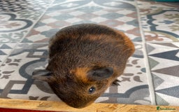 Guinea Pig rodents for sale: 2 Baby Guinea Pigs Looking For Homes in Wigan - Image 12
