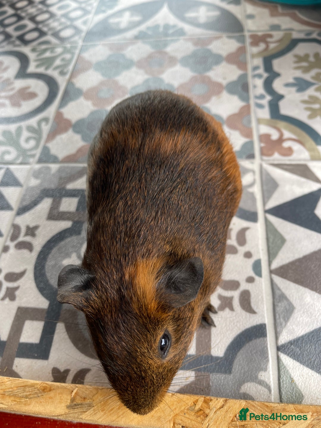 Guinea Pig rodents for sale: 2 Baby Guinea Pigs Looking For Homes in Wigan - Image 12