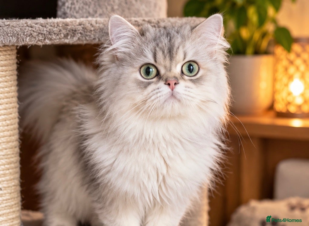 British Longhair cats Proven stud Lilac Golden BLH  “Alfonzo - Advert 7