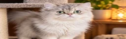 British Longhair cats for stud: Proven stud Lilac Golden BLH  “Alfonzo - Advert 1