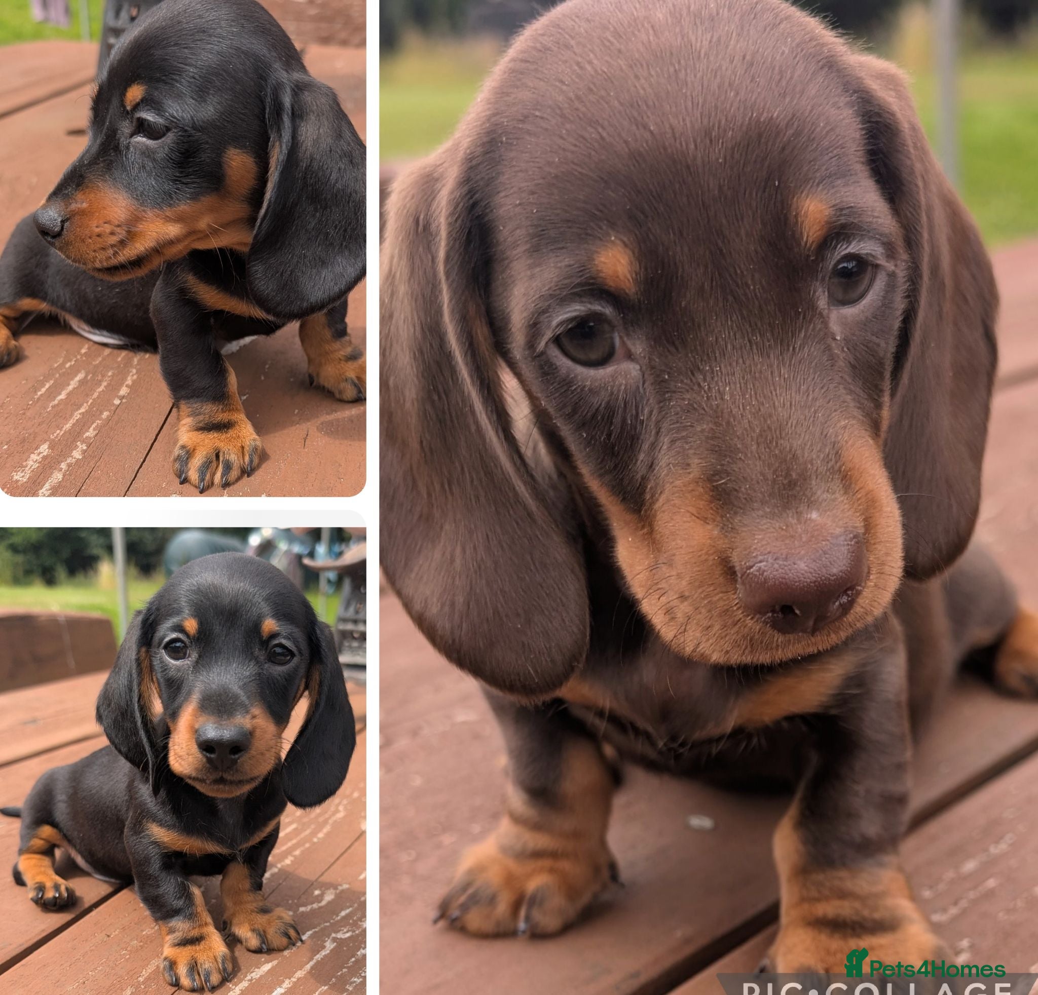 Miniature Dachshund dogs Quality KC/ PRA clear Miniature Dachshund puppies  - Advert 1