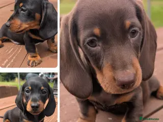 Miniature Dachshund dogs Quality KC/ PRA clear Miniature Dachshund puppies - Advert 1