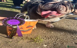 English Bulldog dogs for sale: 🐾 British Bulldog – Looking for His New Home 🐾 - Image 3