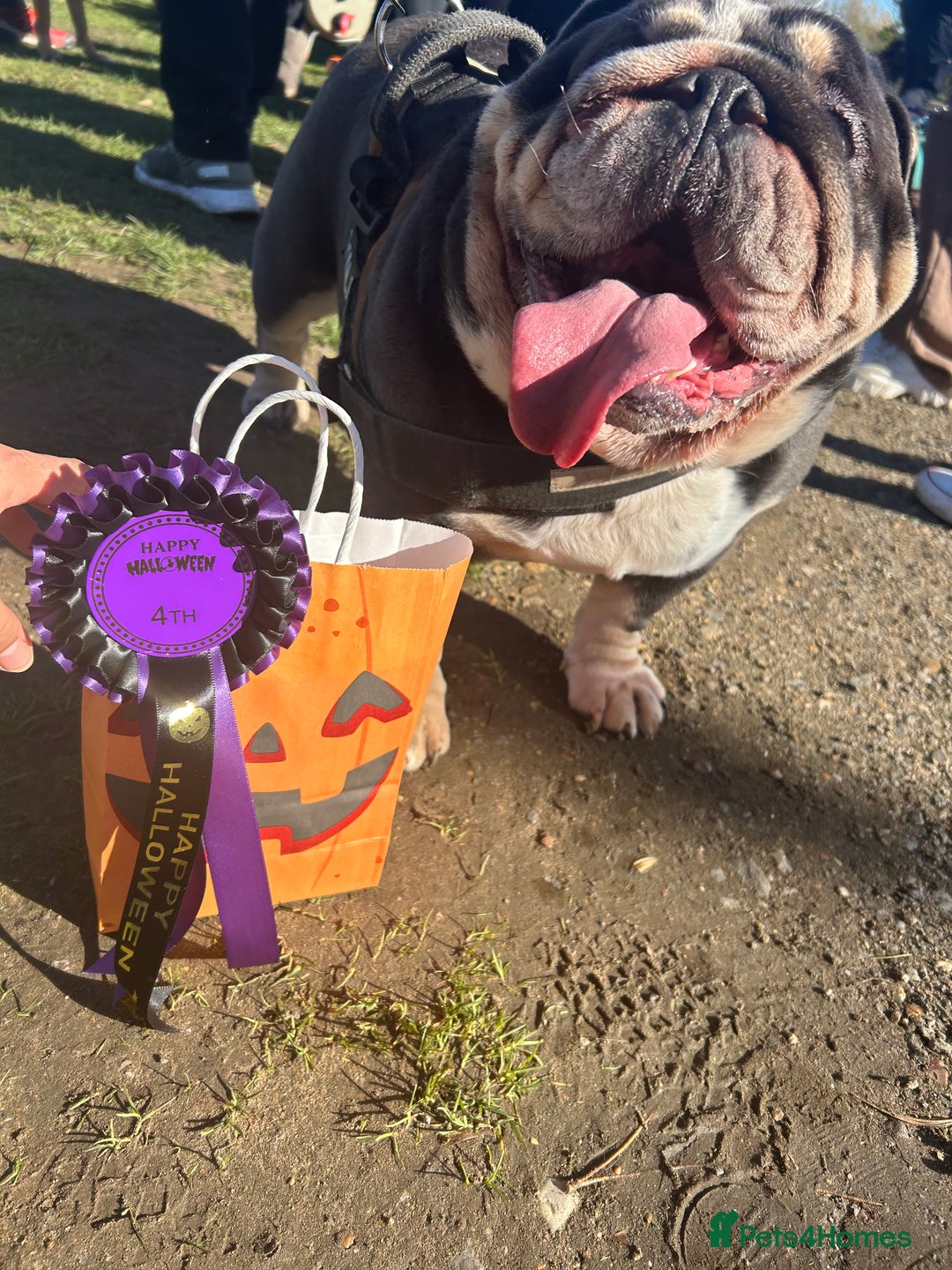 English Bulldog dogs for sale: 🐾 British Bulldog – Looking for His New Home 🐾 - Image 3