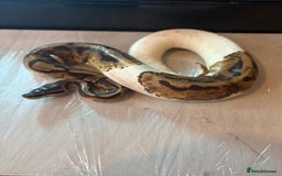 Python Snake reptiles for sale: CHECK DESCRIPTION !!! - Image 15