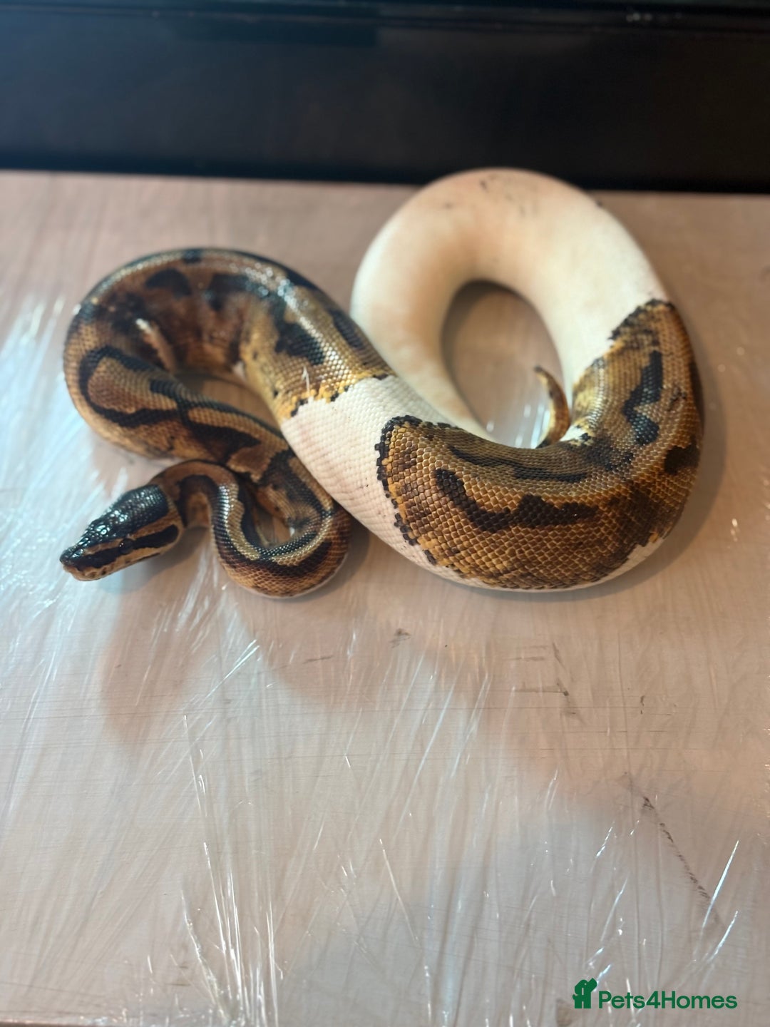 Python Snake reptiles for sale: CHECK DESCRIPTION !!! - Image 15