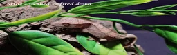 Gecko reptiles for sale: Baby Crested Gecko For Sale 🦎 - Advert 6