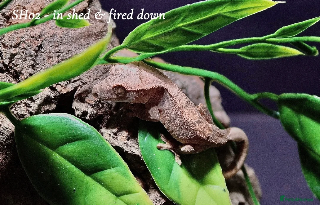 Gecko reptiles for sale: Baby Crested Gecko For Sale 🦎 - Advert 6