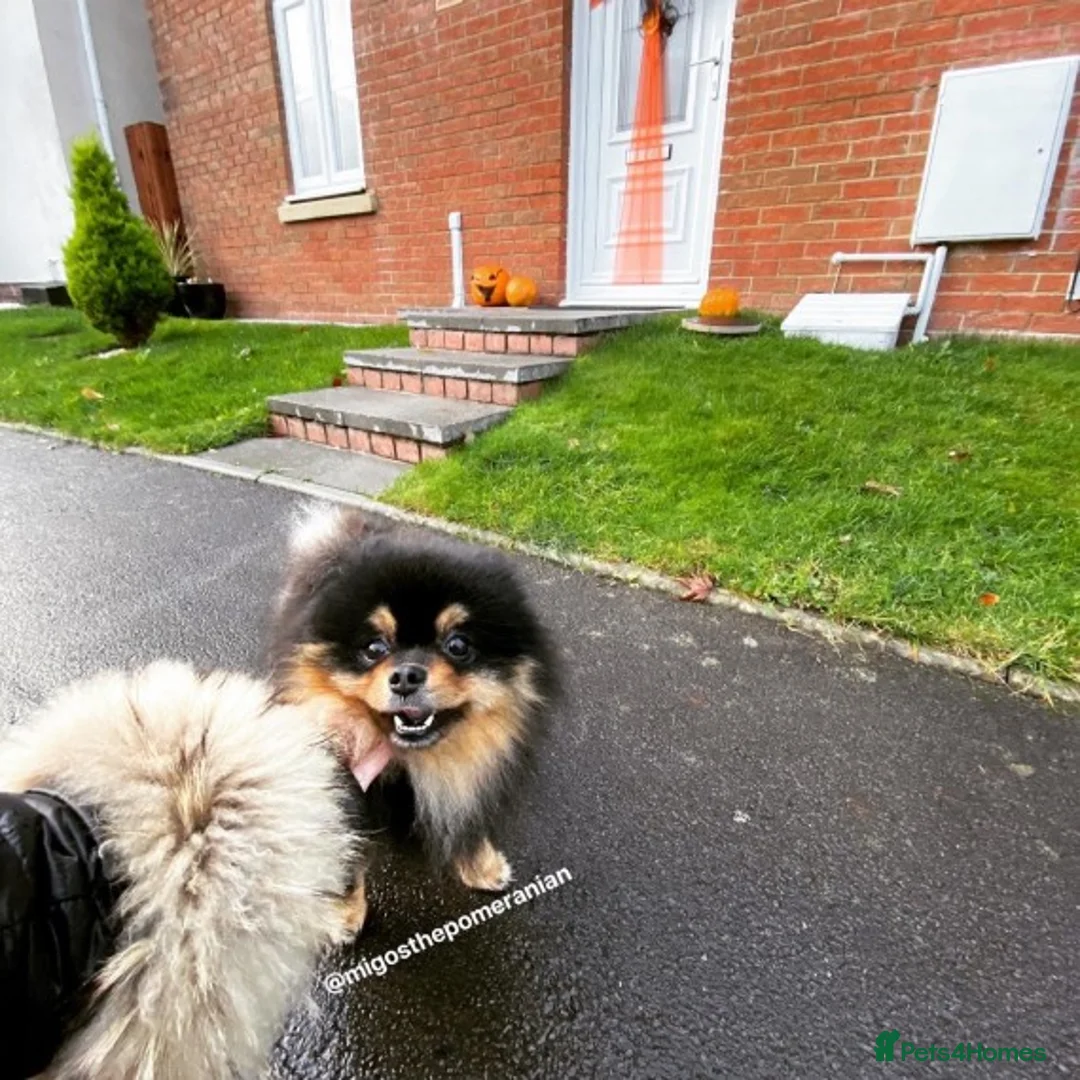 Pomeranian dogs for stud: Well Proven Stunning Black and Tan Pomeranian Stud in Ebbw Vale - Advert 24