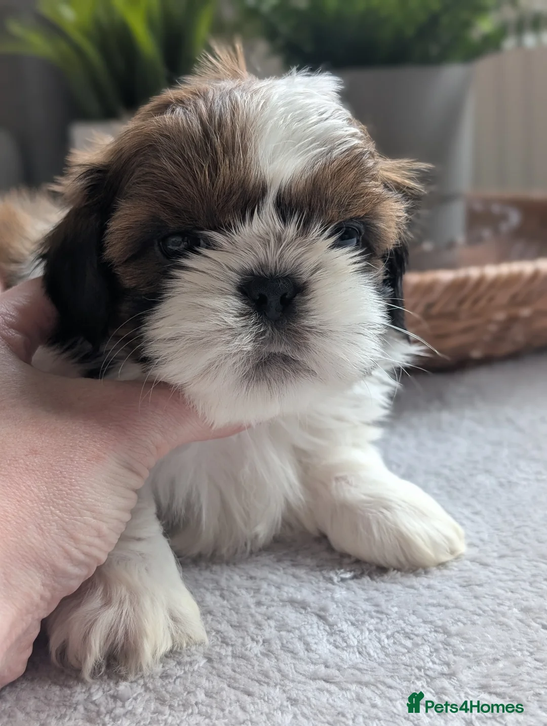 Shih Tzu dogs for sale: Beautiful Boy's From Show Lines  - Advert 2