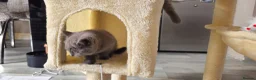 British Shorthair cats for sale: 4 lovely British shorthair kittens - Advert 21