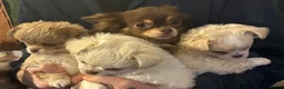 Chihuahua dogs for sale: Beautiful long coat girls - Advert 2