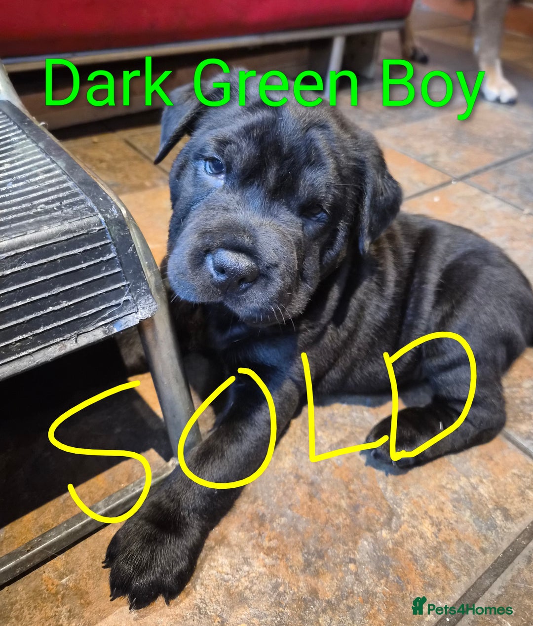 Mixed Breed dogs for sale: Ready to leave 3 Girls Left Shar-Pei x Chow pups  - Image 24