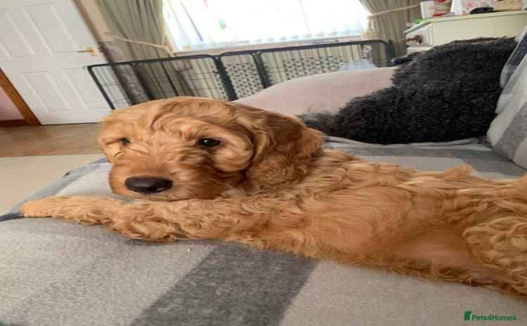 Cockapoo dogs - Advert 14
