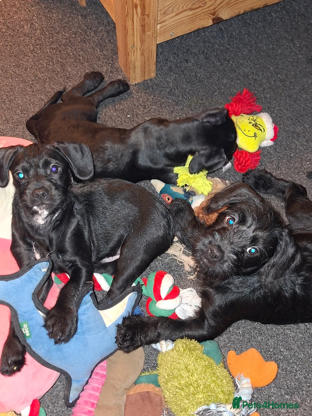 Mixed Breed dogs for sale: Miniature Poodle cross french bulldog puppies  - Advert 6