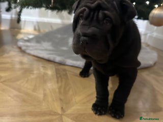 Shar Pei dogs ONLY BLACK GIRL LEFT - Advert 4