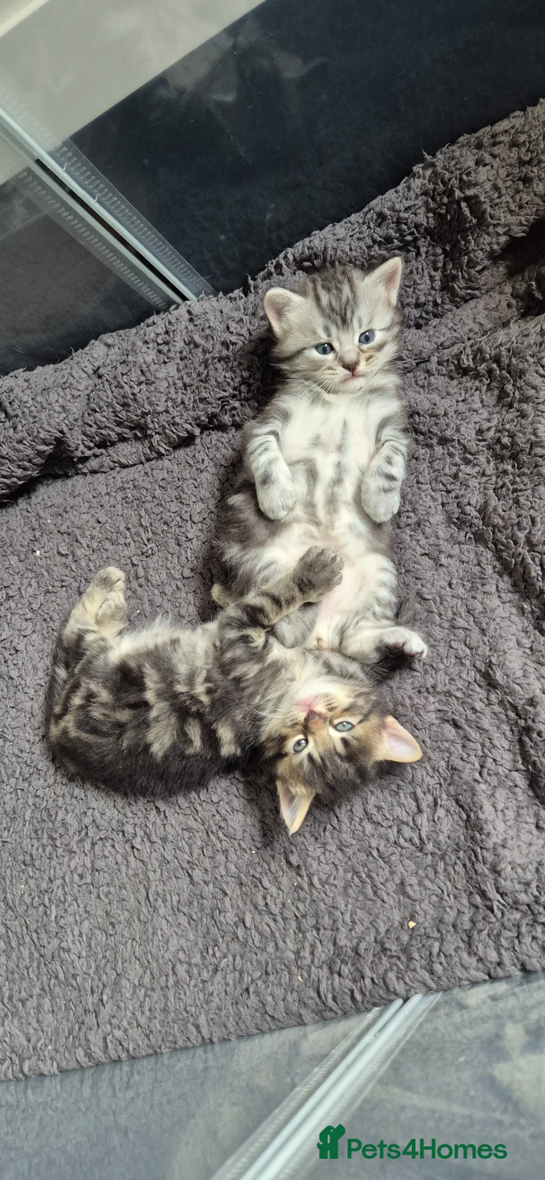 Scottish Fold cats for sale: Scottish fold kittens - Advert 6