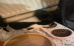 Mixed Breed cats for sale: Lovely 2 kittens - Image 2