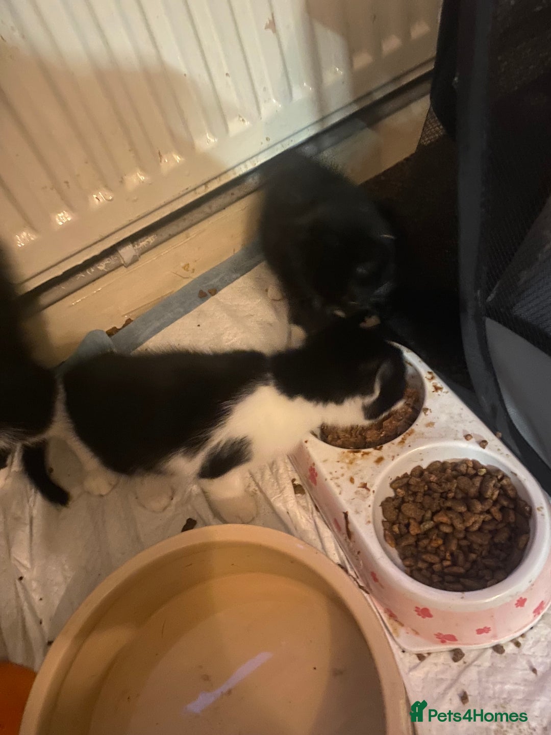 Mixed Breed cats for sale: Lovely 2 kittens - Image 2