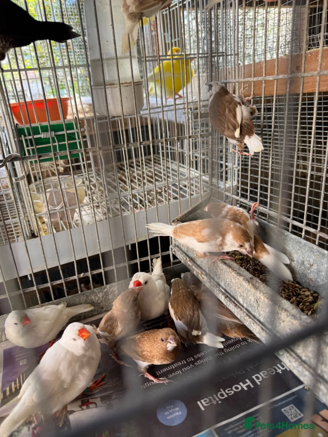 Finches birds for sale: Finches for sale  - Advert 7