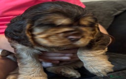 Cocker Spaniel dogs for sale: ✨ Show Cocker Spaniel pups ✨ - Image 18