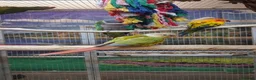 Parrots birds for sale: Stunning Parrots/Parakeets/Amazons  - Advert 5
