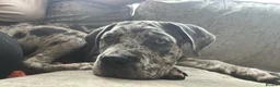 Cane Corso dogs for sale: 6 month old merele cane corso  - Advert 3