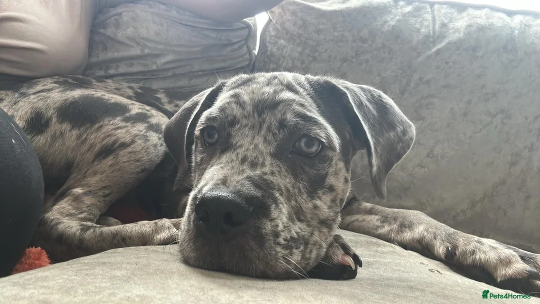 Cane Corso dogs for sale: 6 month old merele cane corso  - Advert 3