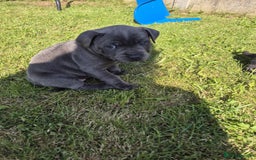 Staffordshire Bull Terrier dogs for sale: Staffordshire Bull Terrier Puppy purple  - Beautiful KC reg Blue Staffordshire bullterriers  - Image 29