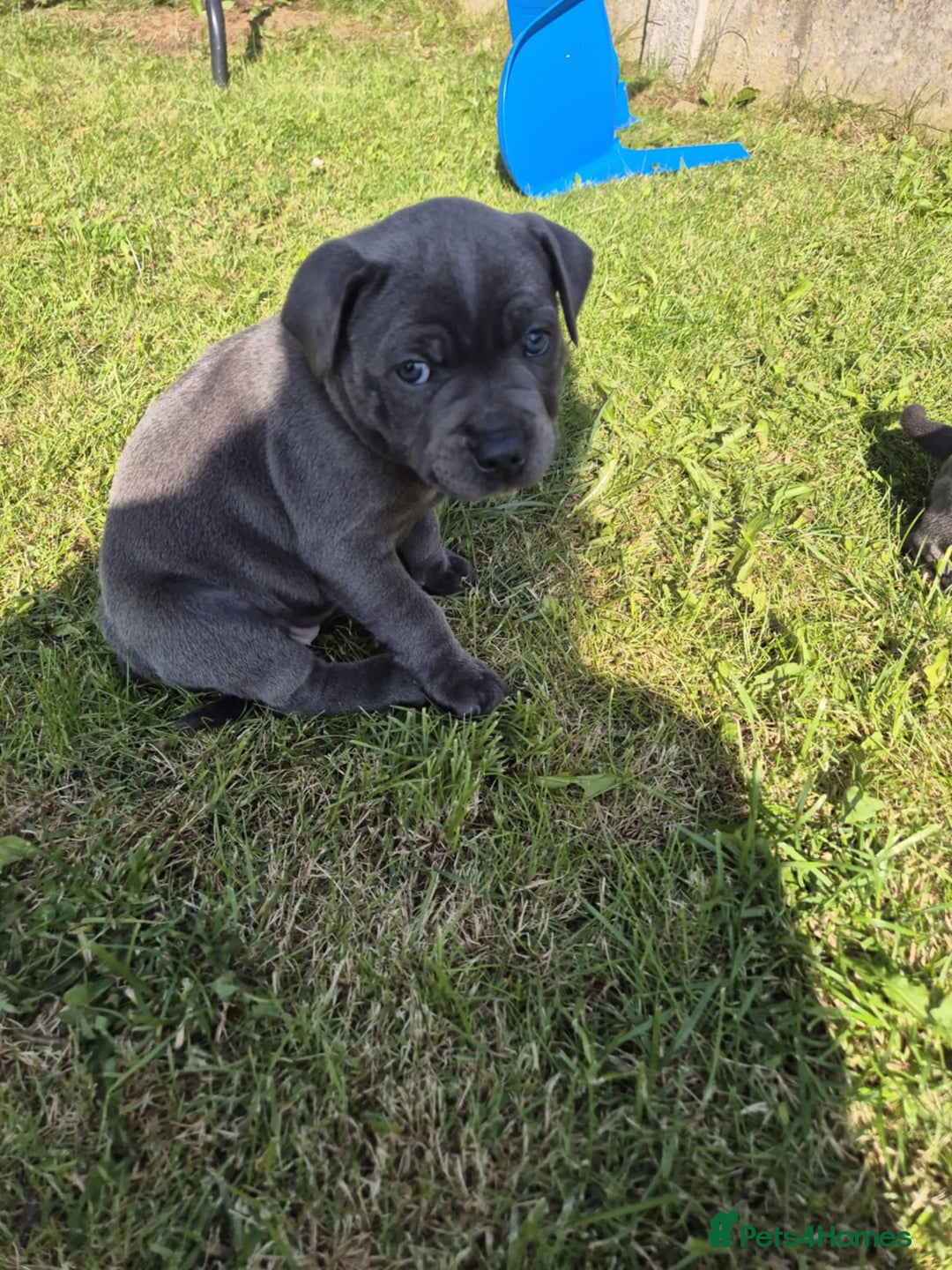 Staffordshire Bull Terrier dogs for sale: Staffordshire Bull Terrier Puppy purple  - Beautiful KC reg Blue Staffordshire bullterriers  - Image 29