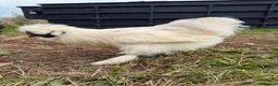 Chickens poultry for sale: CHICKENS FOR SALE – POINT OF LAY HENS & ROOSTERS in Ilfracombe - Advert 13