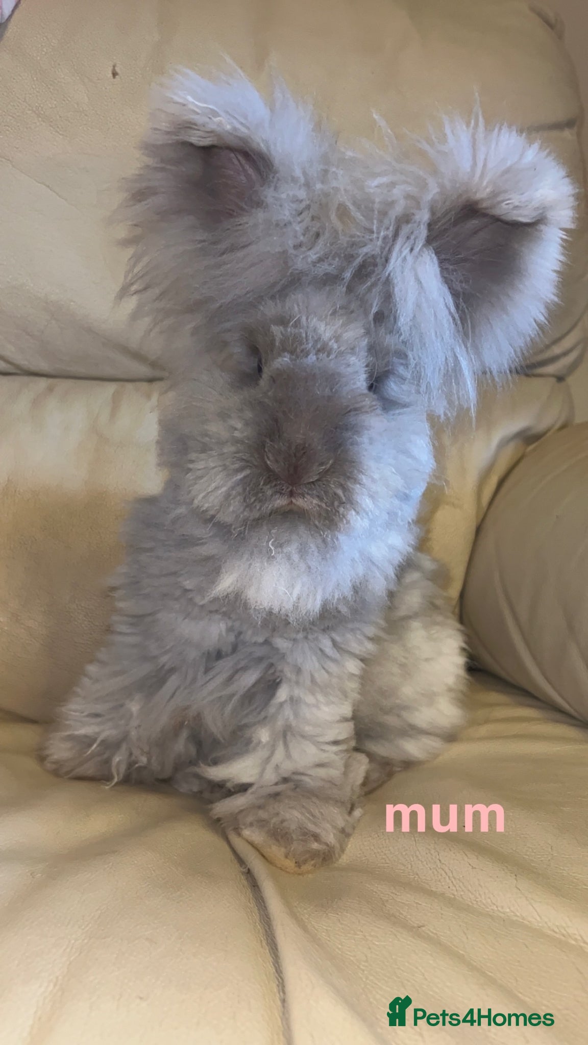 Angora rabbits for sale: pedigree english angora  - Advert 2