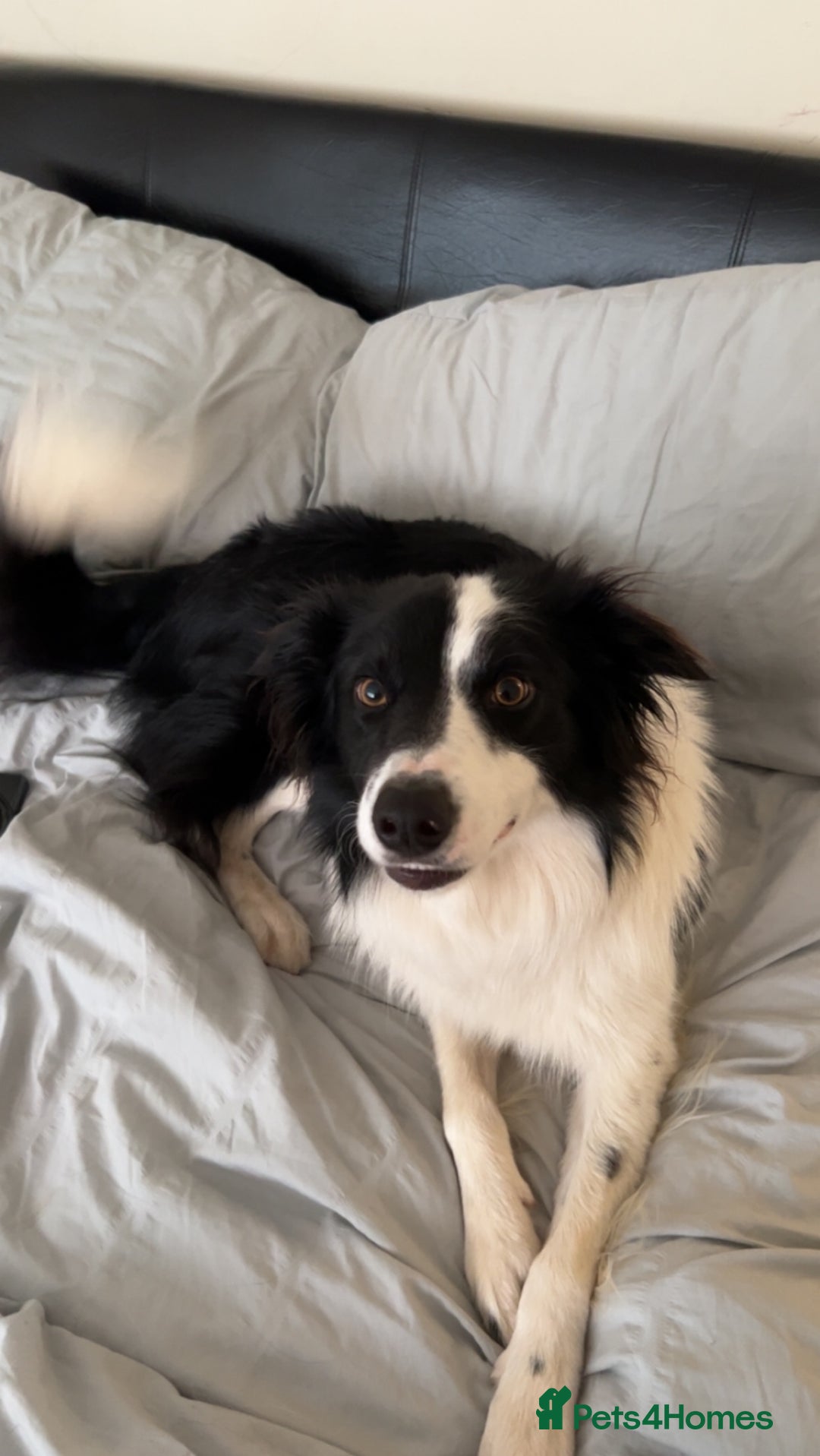 Border Collie dogs for sale: Border collie  - Advert 5