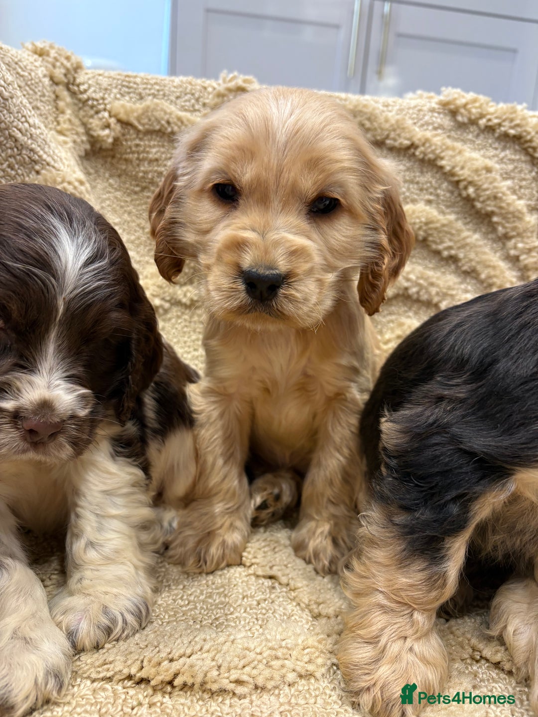 Cocker Spaniel dogs for sale: Stunning show type cocker spaniel puppies  - Advert 7