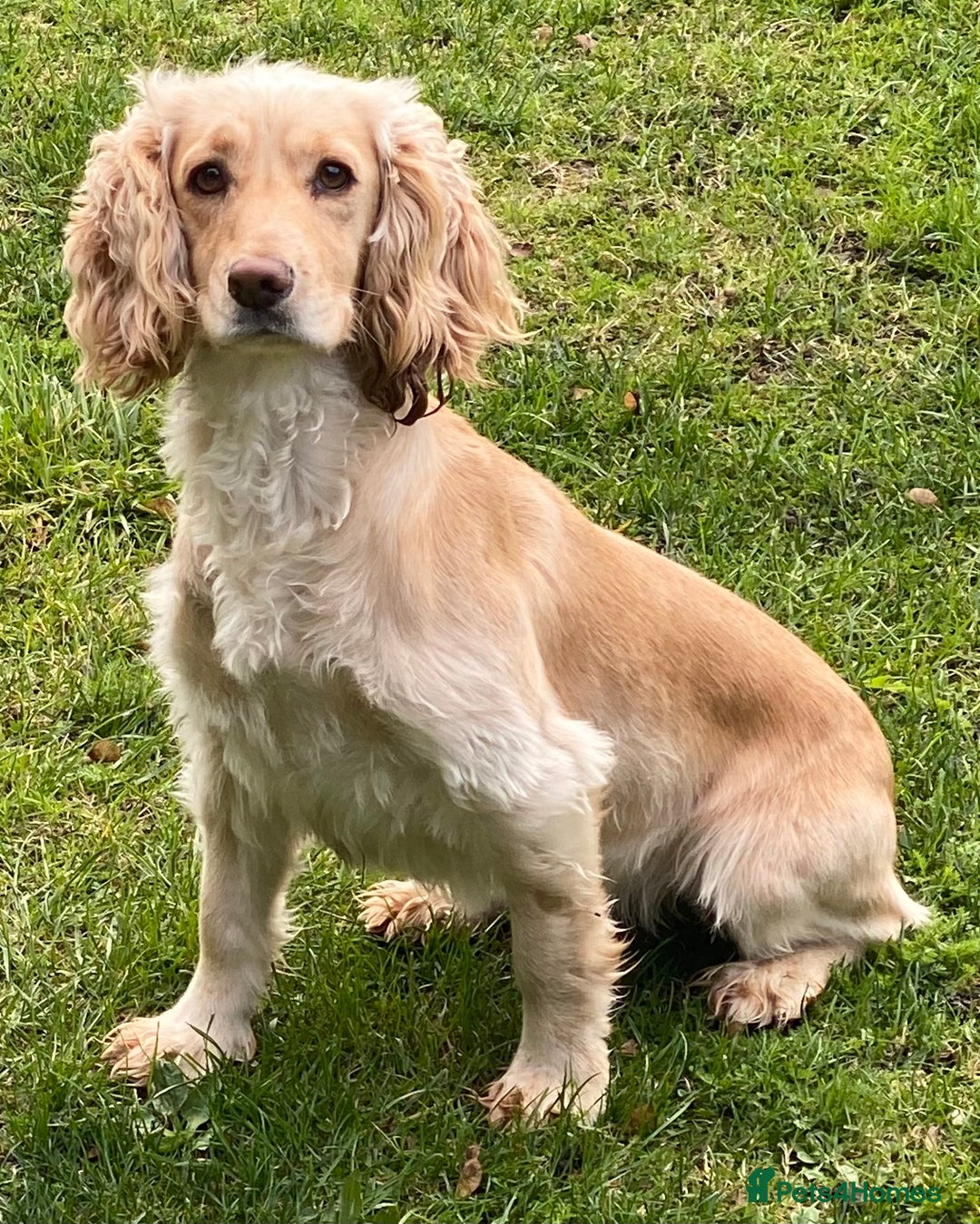 Cocker Spaniel dogs for sale: Working cocker spaniel puppies  - Image 9