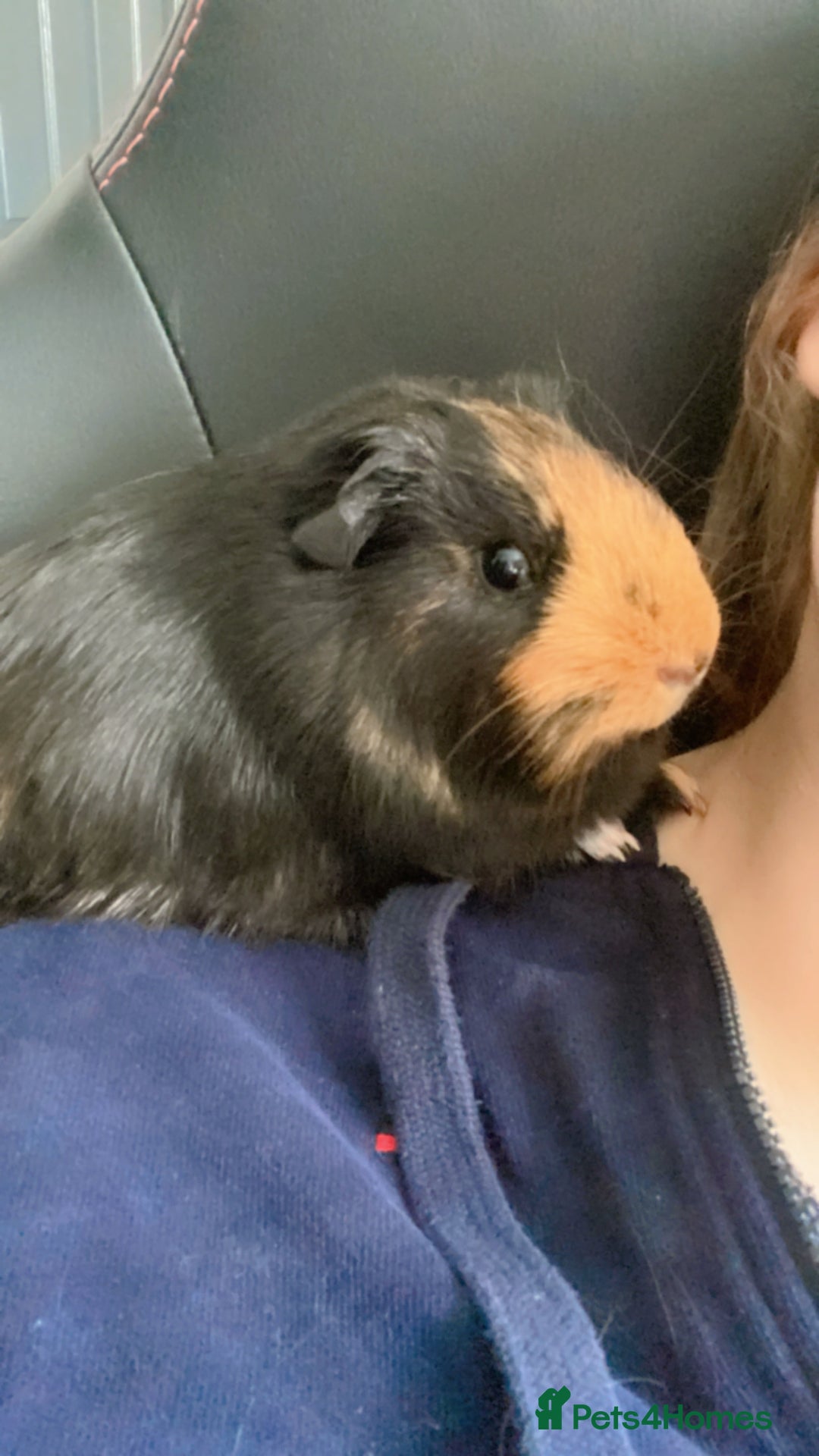 Guinea Pig rodents for sale: Guinea pigs 🐹 asap collection - Image 2