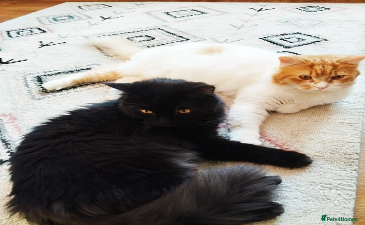 Mixed Breed cats - Advert 2