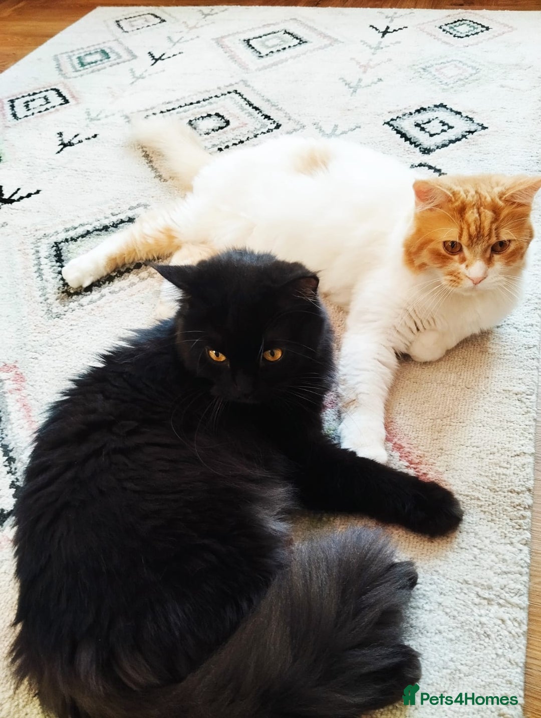 Mixed Breed cats for adoption: IDEAL **HANDSOME BONDED NEUTERED PAIR  - Image 1