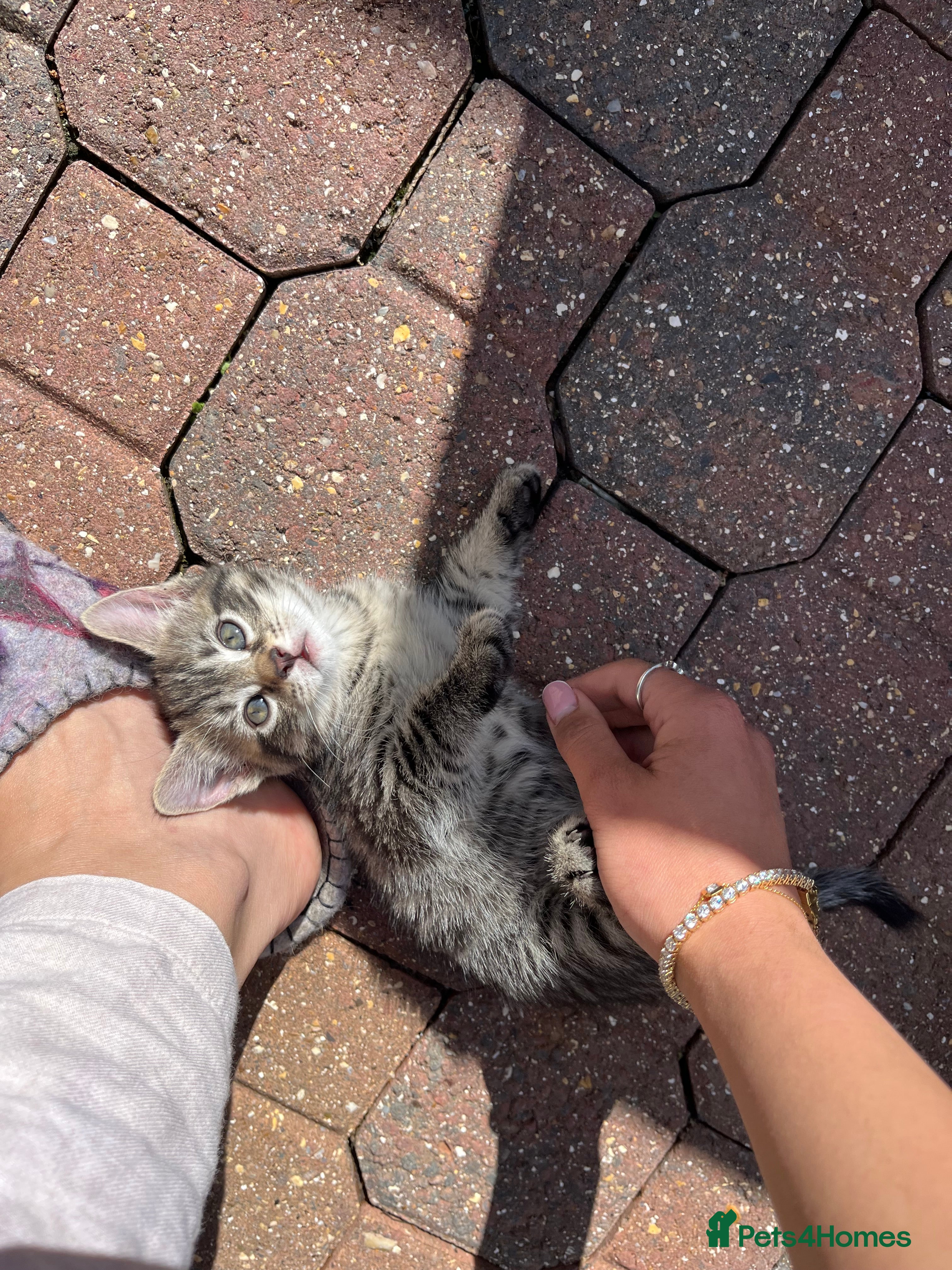 Domestic Shorthair cats for sale: Playful Tabby Kittens Ready in South Ockendon - Advert 2