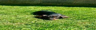 Dachshund Puppy 1 - available 