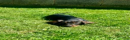 Dachshund dogs for sale: Kc registered Standard wire haired dachshund pups  - Advert 4