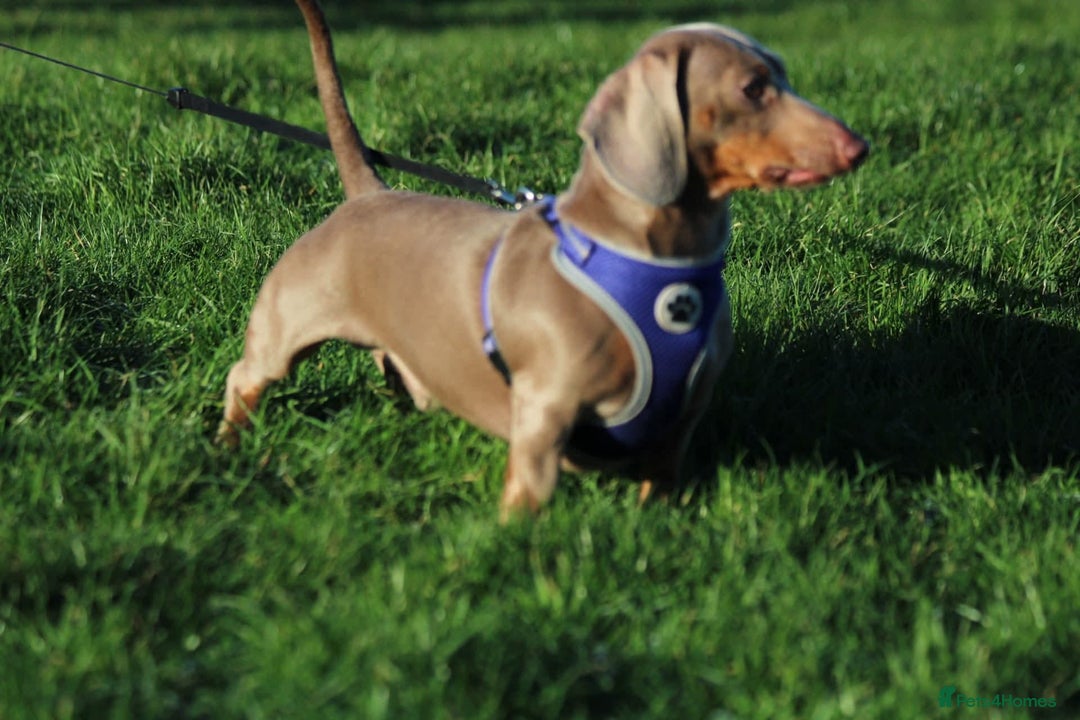 Miniature Dachshund dogs for stud: PROVEN STUD Miniature Dachshund  - Advert 1