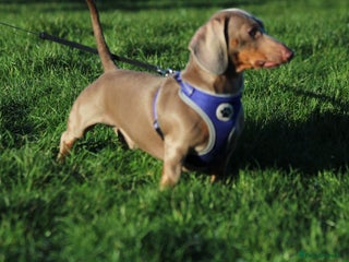 Miniature Dachshund dogs PROVEN STUD Miniature Dachshund - Advert 9