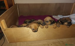 Mixed Breed dogs for sale: Mastiff x rottweiler  - Image 5