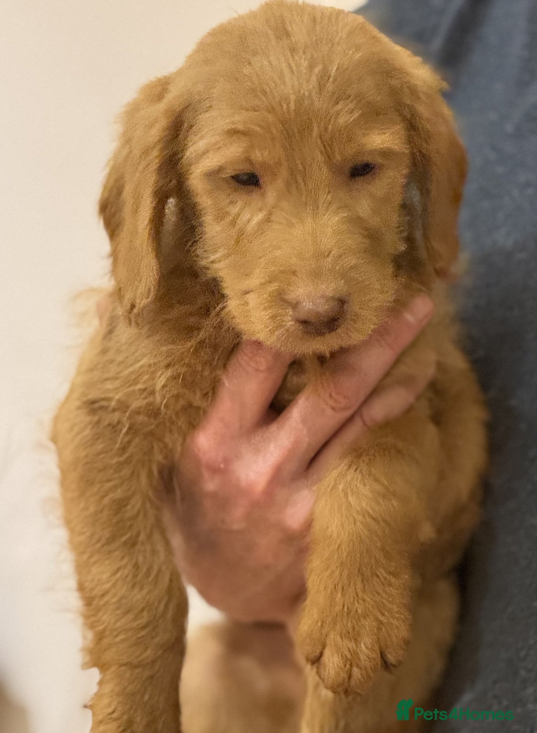 Labradoodle dogs for sale: 5* Fully Vaccinated Australian Labradoodle x Lab - Advert 14
